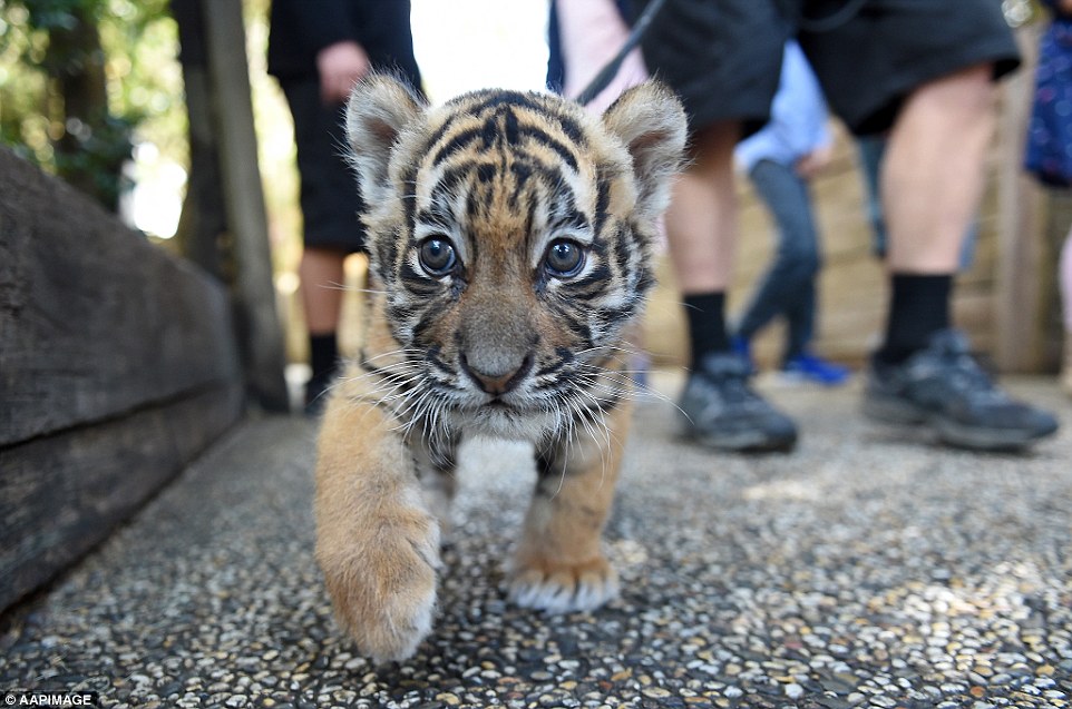 2C095AF400000578 3224775 Young tiger cub Kai pictured has grown to 6 kg and walks freely a 7 1441601236899.jpg