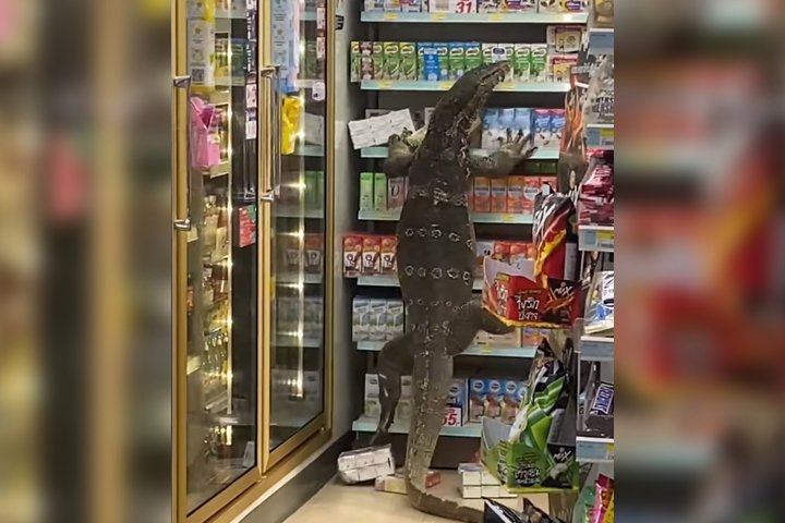 mega lizard
