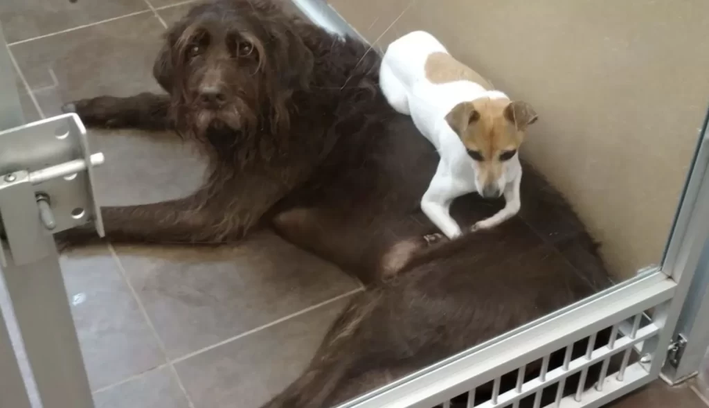dogs