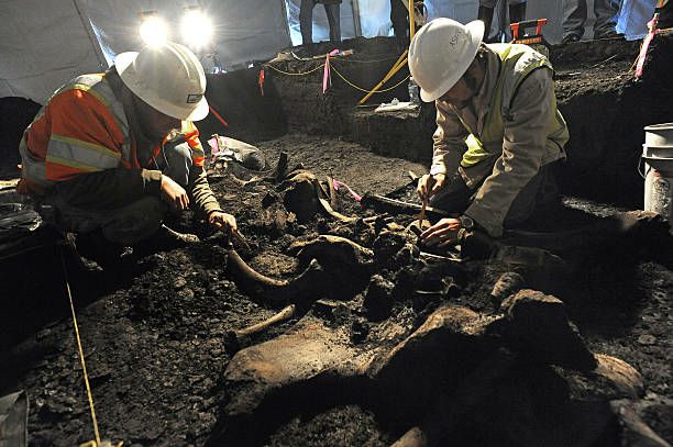 mammoth skeleton found at north americas outstanding archaeological site is well preserved 47413.jpg