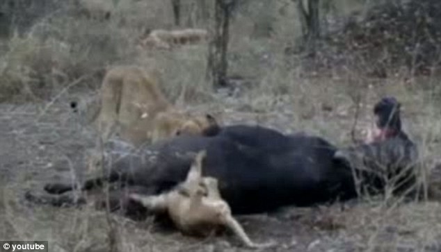 1404315539476 Image galleryImage Grabs showing lion cub st.JPG