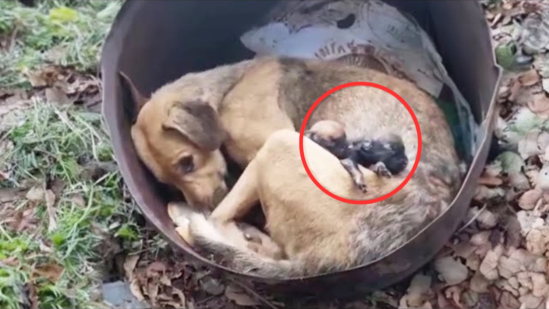 Their Hearts Cried When They Saw The Dumped Mother Dog Mourning Her Deceased Puppies.jpg