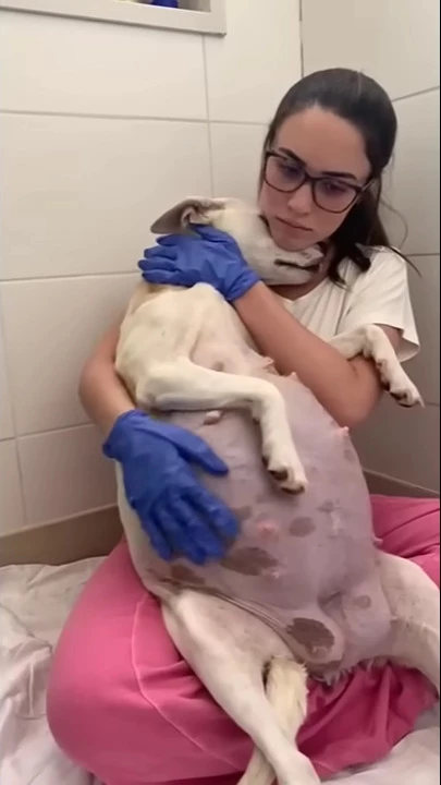 0 0 pregnant mama dog abandoned in front of shelter is now a mother of 14 puppies2.webp