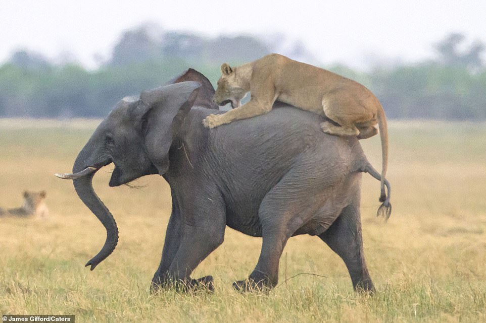 13714634 7049087 Fortunately the single lioness was not strong enough to take dow a 3 1558428630153.jpg