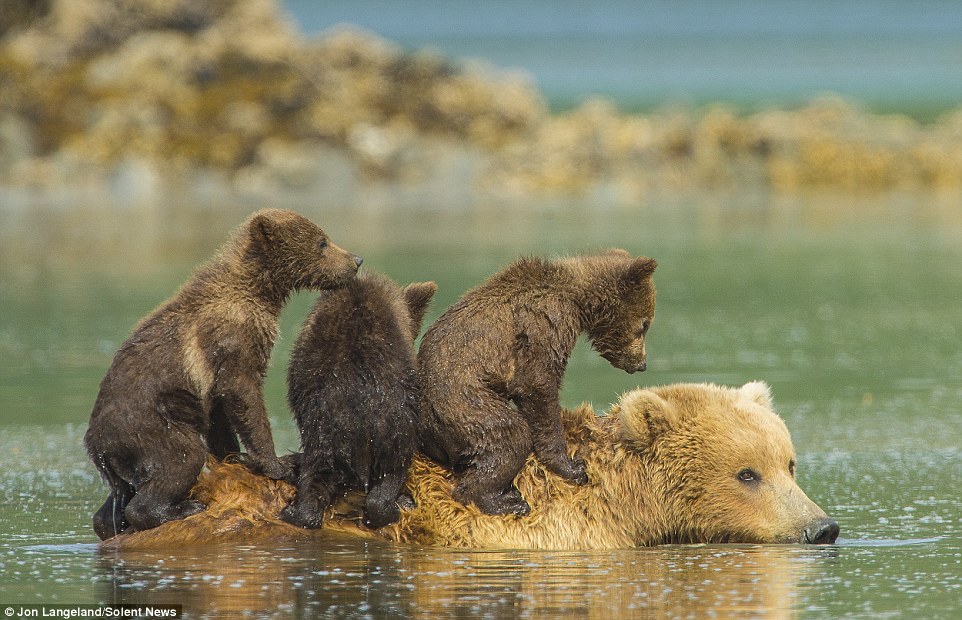 1410187416626 wps 64 Riding bear back A mother.jpg
