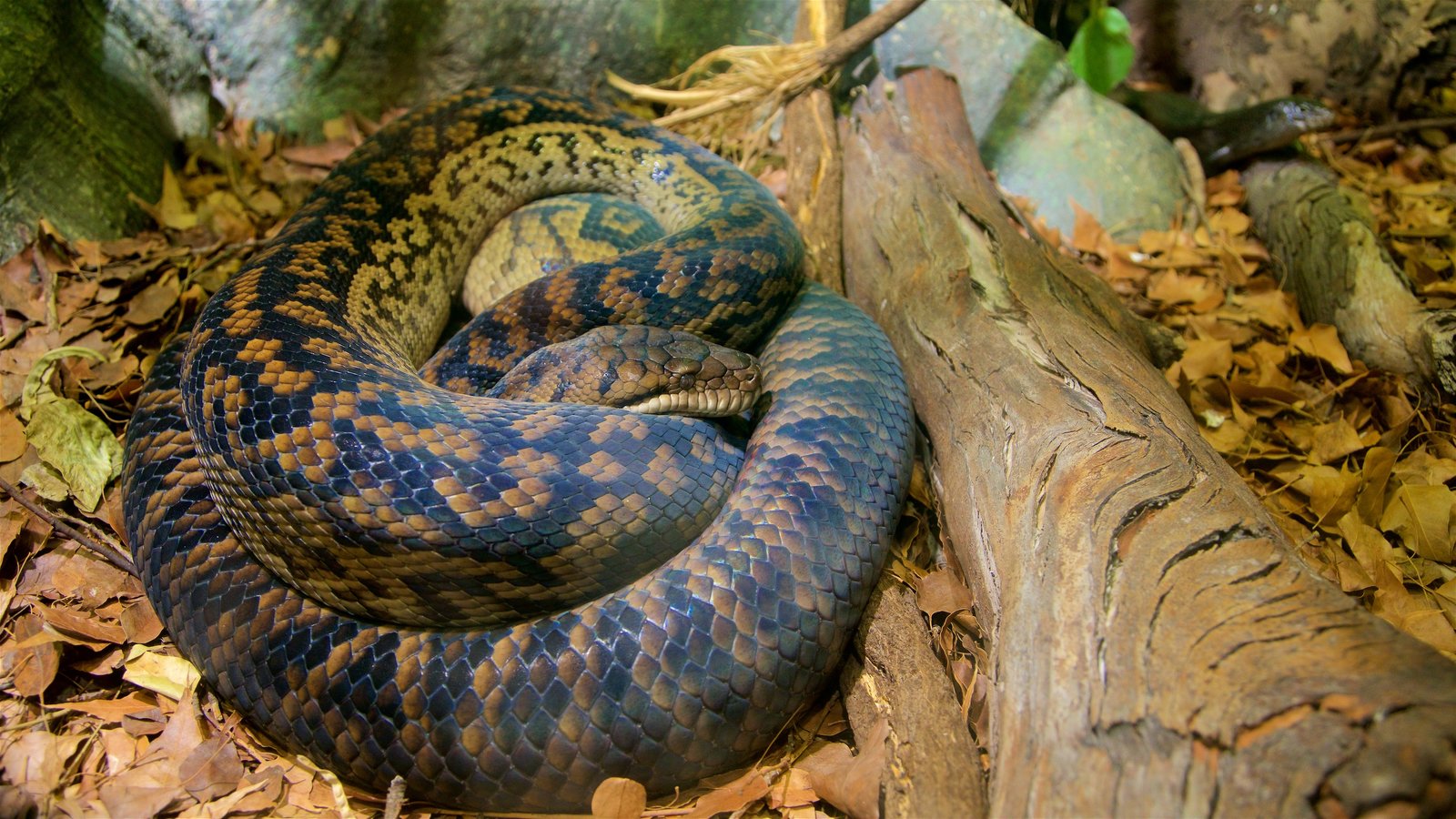 189771 Healesville Wildlife Sanctuary.jpg