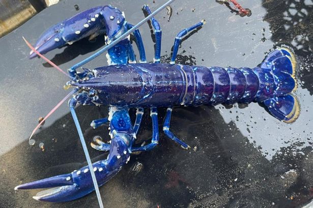 1 Blue lobster.jpg