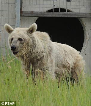3208588500000578 3484017 Up until last year she and three other bears had been living at m 11 1457533995455.jpg