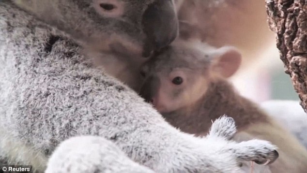 33F825DD00000578 3580116 Hold on tight Baby koala joey right clings to mum Ash left in ad a 1 1462755688589.jpg