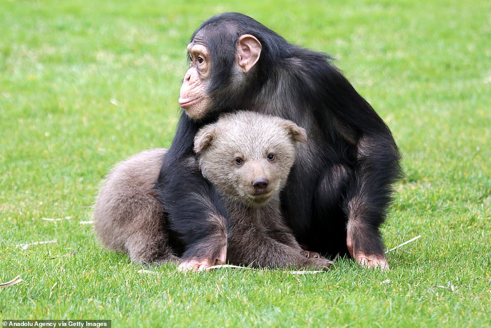 41427258 9443313 28 day bear cub Boncuk a new resident of the Gaziantep Zoo is se a 104 1617756424690.jpg