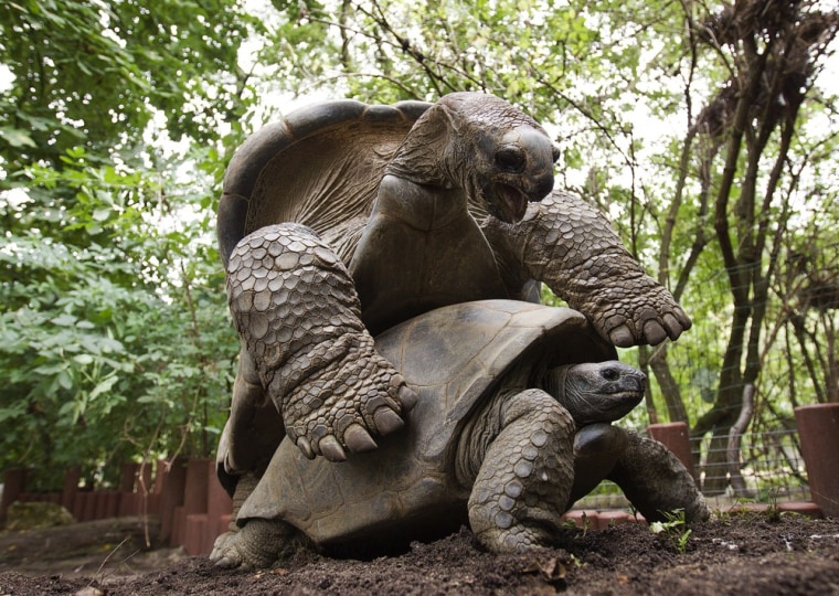 427755 at 110810 tortoise mating whalen 02.jpg