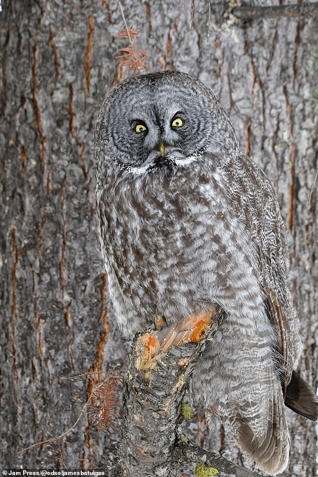 43006886 9580877 An owl seamlessly blended into the bark of tree with its feather a 7 1621036551963.jpg