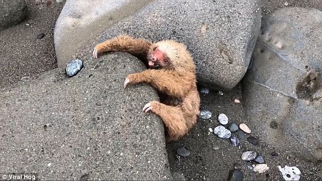 485828E600000578 5291499 The rare two toed sloth was soaked in sea water had sand in its a 18 1516446377207.jpg