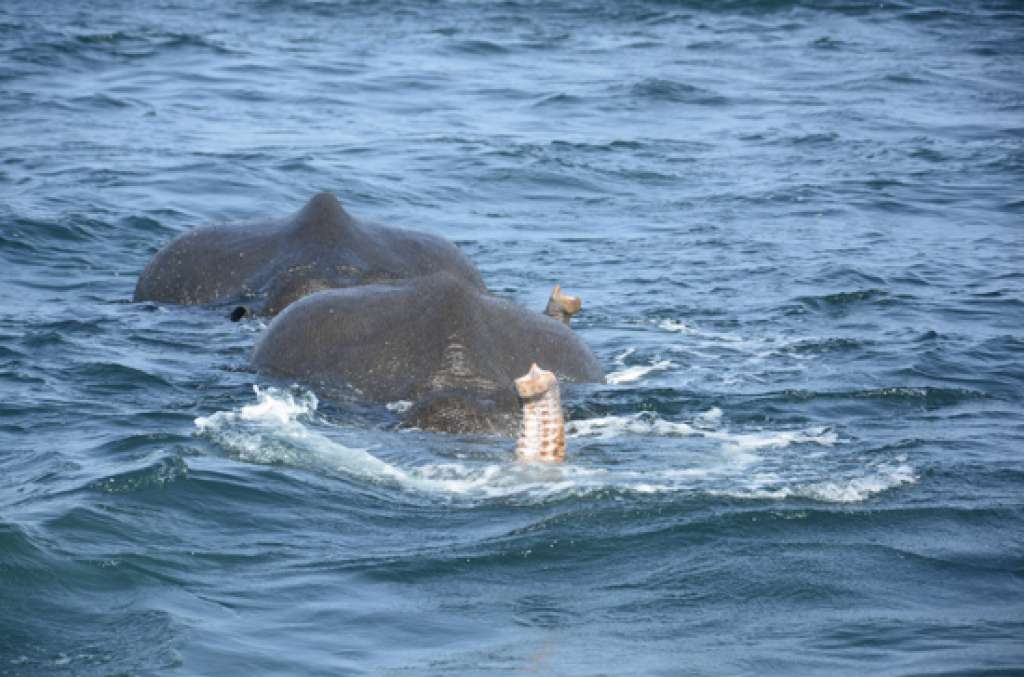 642b21b7be229fd120740094 62c81dfc11a2de9be2c94c72 elephant rescue srilanka 3.jpeg