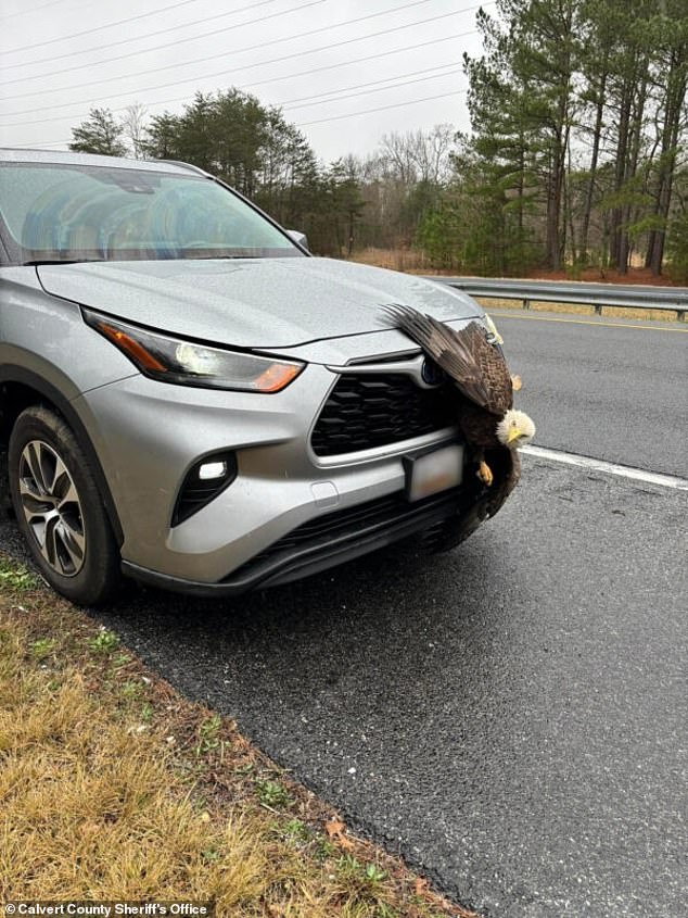 82469817 13197457 An encounter with a vehicle in Calvert County Maryland last week a 45 1710430839192.jpg