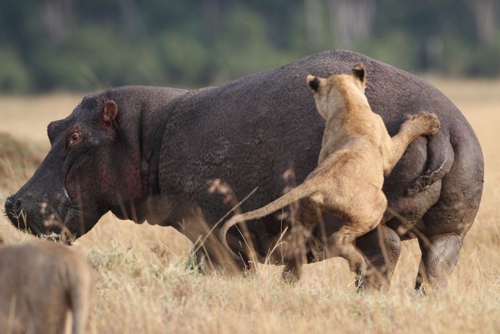 CATERS HIPPO FENDS OFF LION PRIDE 03 2 1024x683.jpg