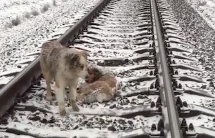 Dog refuses to abandon injured friend on railroad tracks.jpg