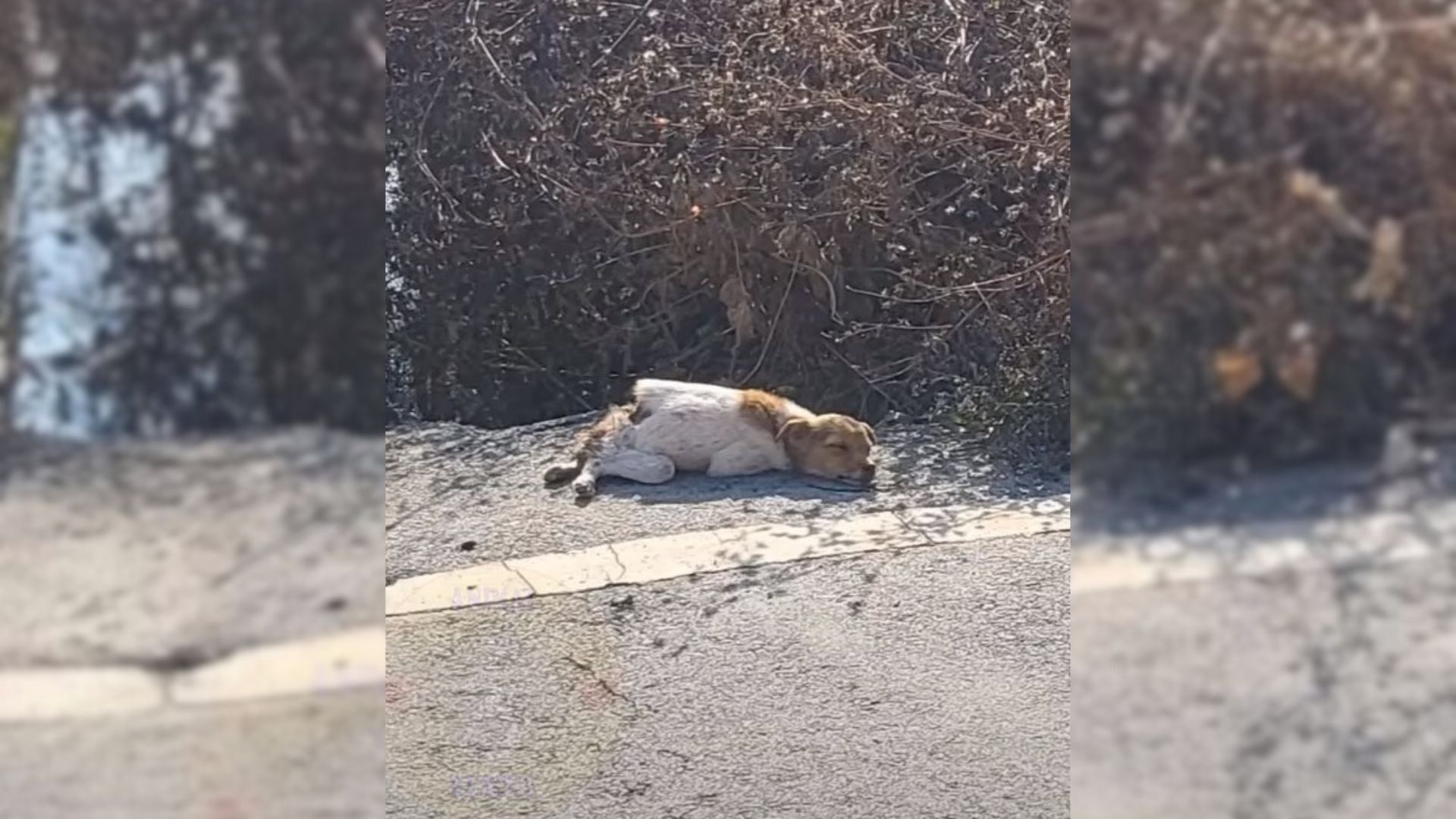 Dumped Dog With The Broken Spine Was Suffering In Pain Until Good People Came.jpg