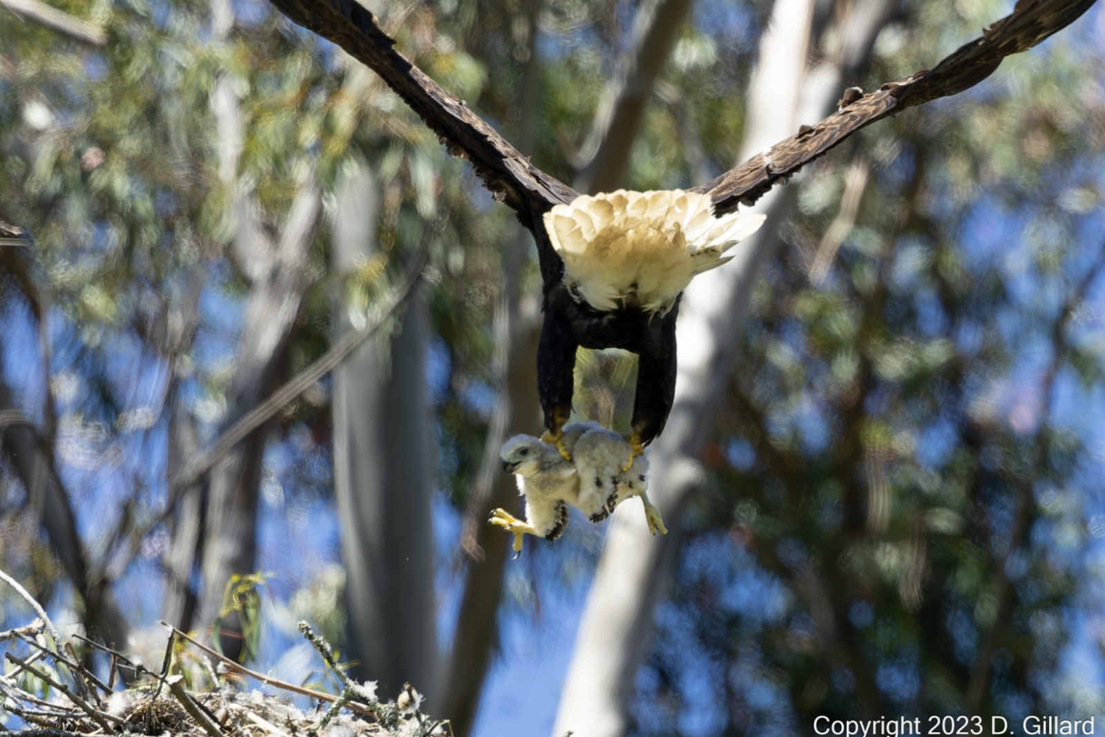 Eagle carrying red tailed hawk 2 1 1600x1067.png