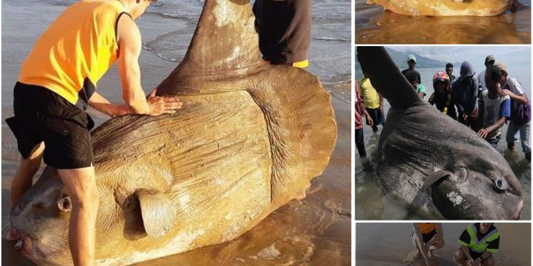 Giant sunfish washes up on Australian beach I thought it was a shipwreck 750x375.jpg