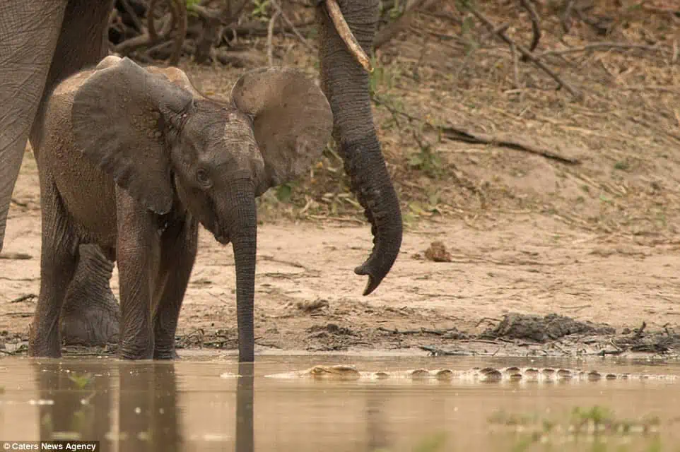 Hell never forget that Baby elephant has a lucky escape when a crocodile tries to drag him into the watering hole. until mum comes to the rescue 1.webp