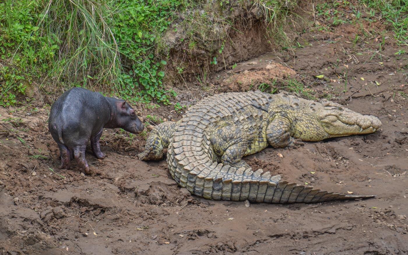 KathyKarn TheHippoandCrocodile1.jpg