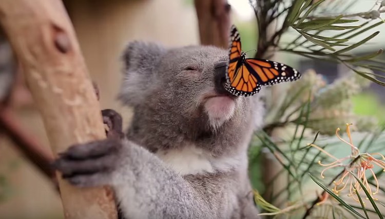 Koala and Butterfly Youtube.jpg