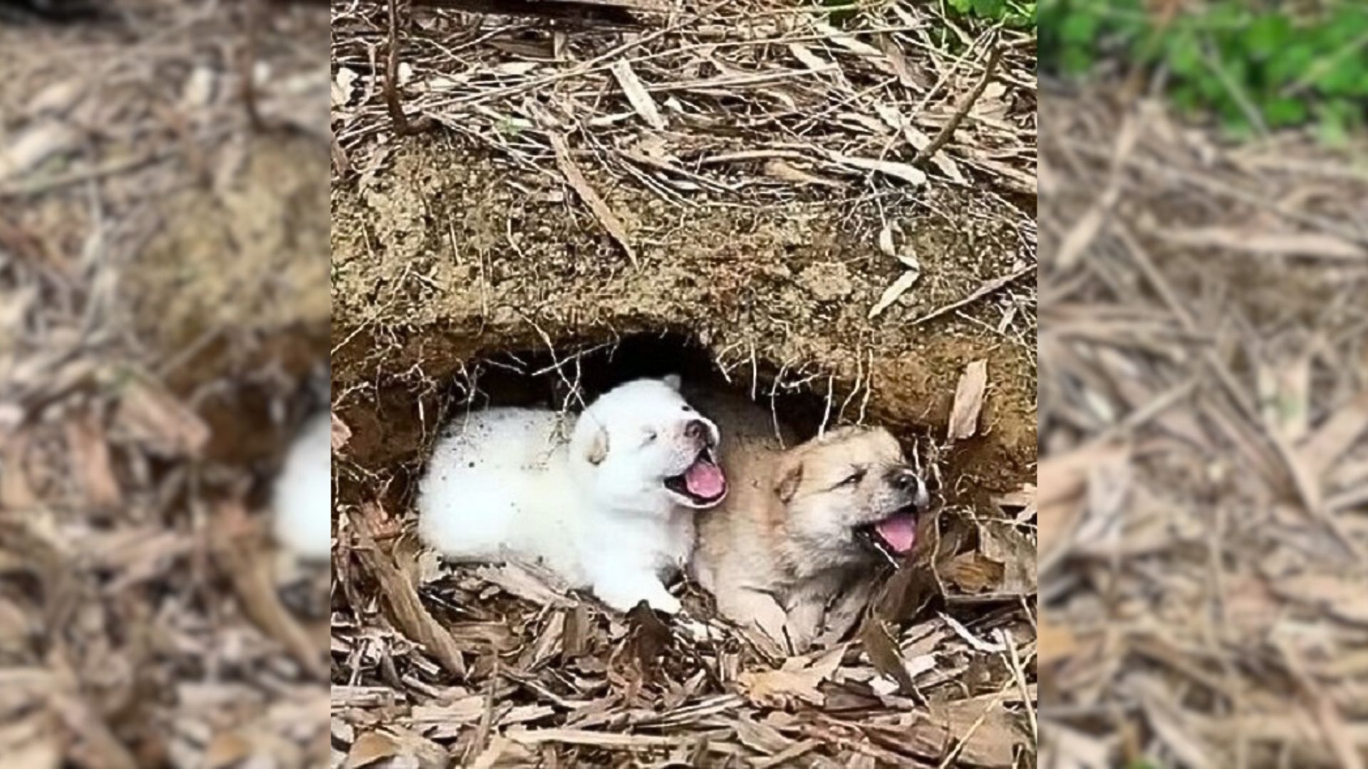 Little Puppies Felt Scared As They Curled Up In A Cave Trembling And Crying For Their Mom.jpg