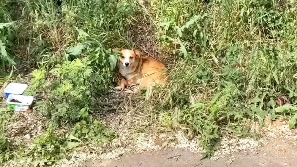 Mama dog and three puppies abandoned on the roadside now have a happy ending 1.webp