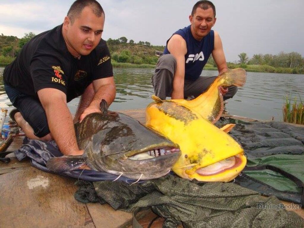 Men holding two large Catfish on the River Ebro e1685610927413.jpg