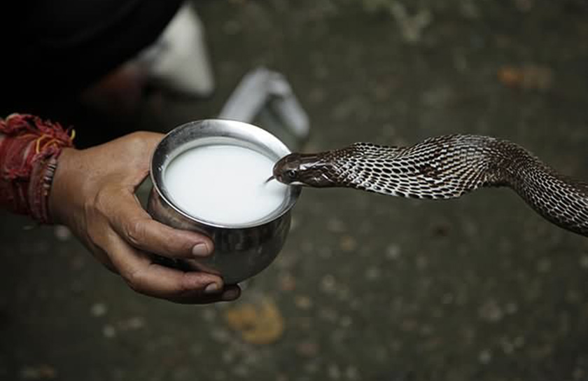 Nag panchami.jpg