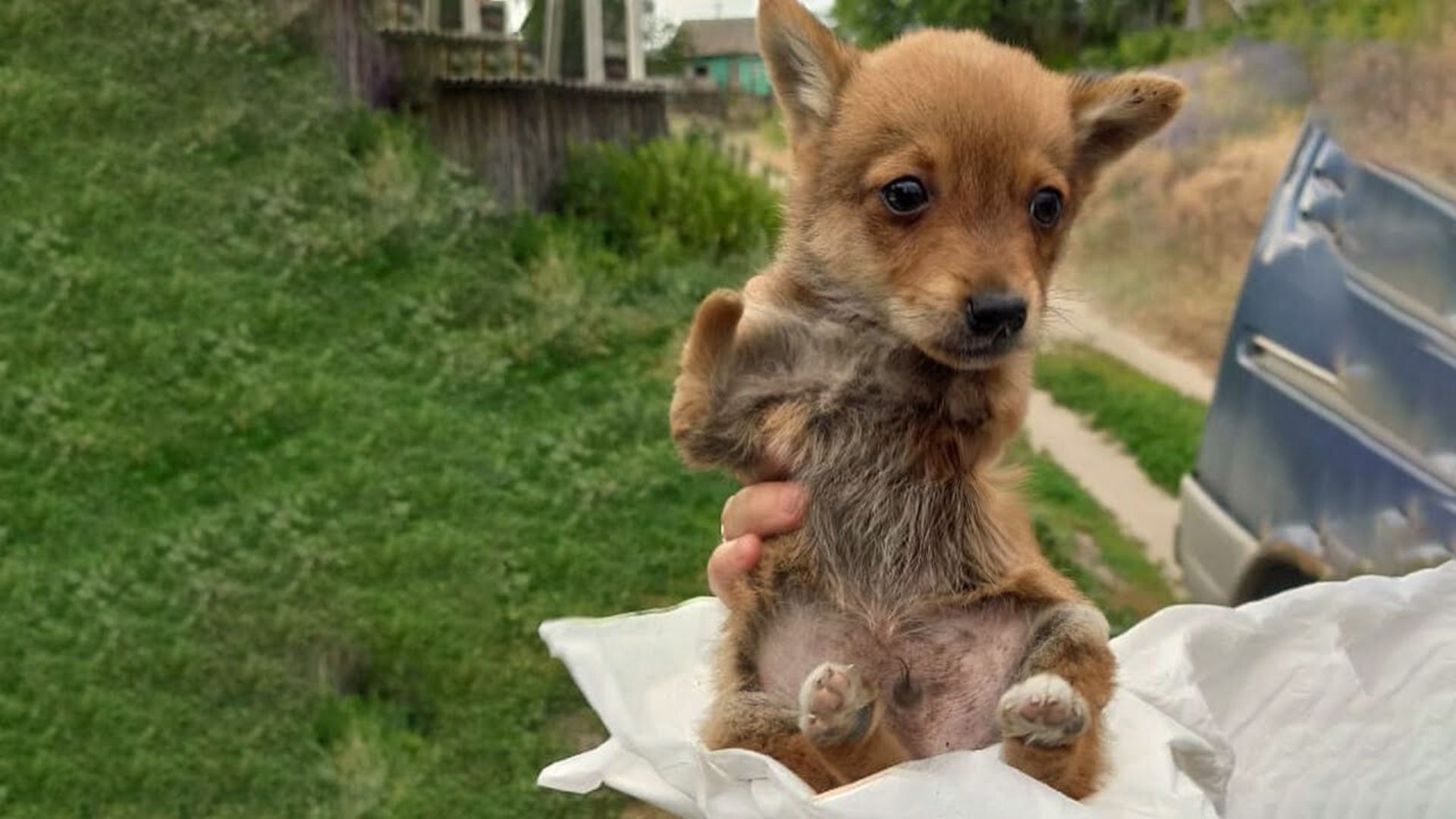 Rescuers Were Shocked When They Found A Puppy Without Front Legs In A Pile Of Trash.jpg