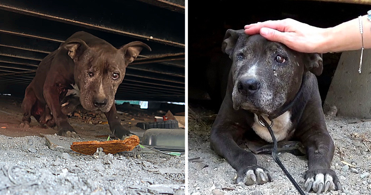 Senior20dog20lived20under20a20shipping20container20for20920YEARS201 5620screenshot.png