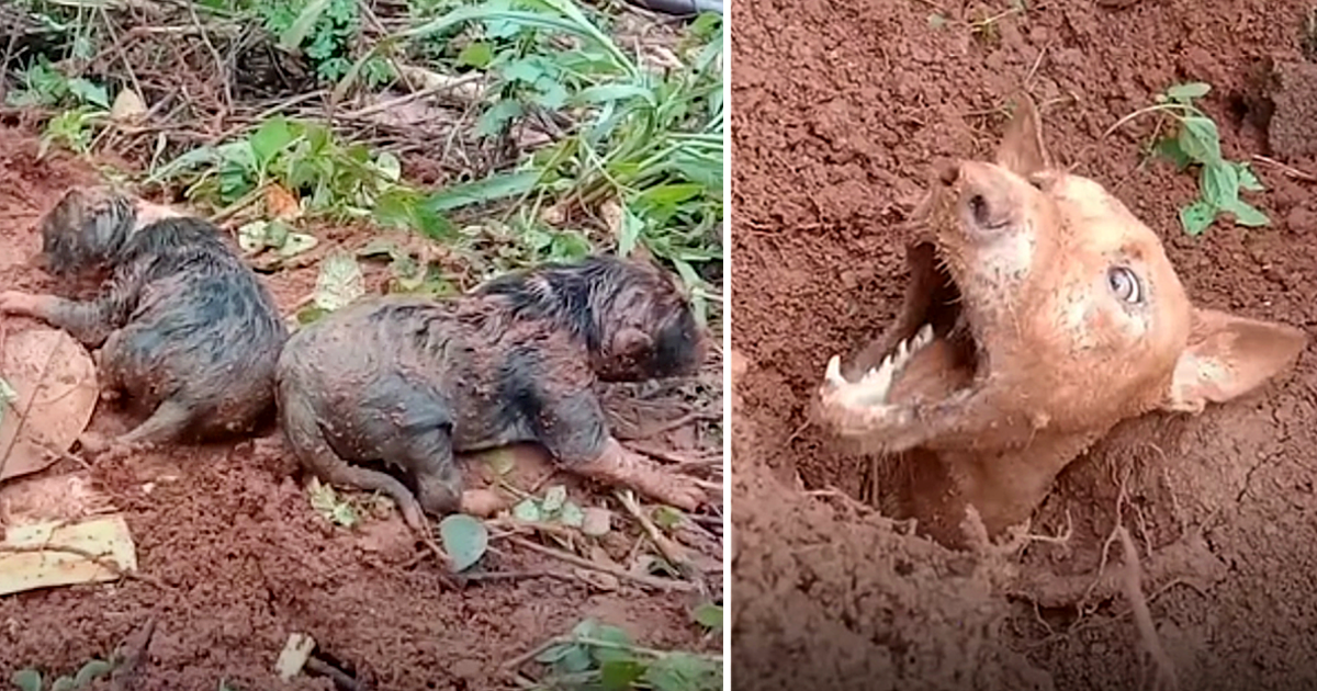 These guys rejoined a dog family after a landslide.png