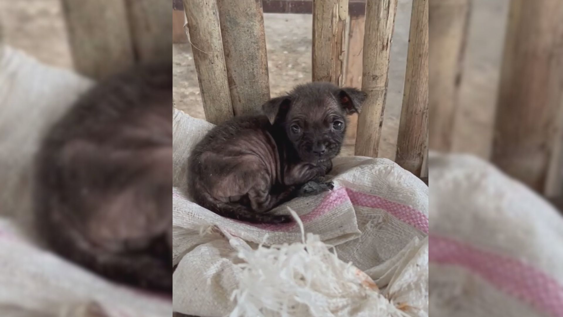 Tiny Creature Moving In A Rice Bag Thrown In The Trash Breaks Rescuers Hearts.jpg