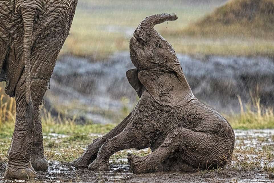 Young calf asking elephant for help 3.jpg