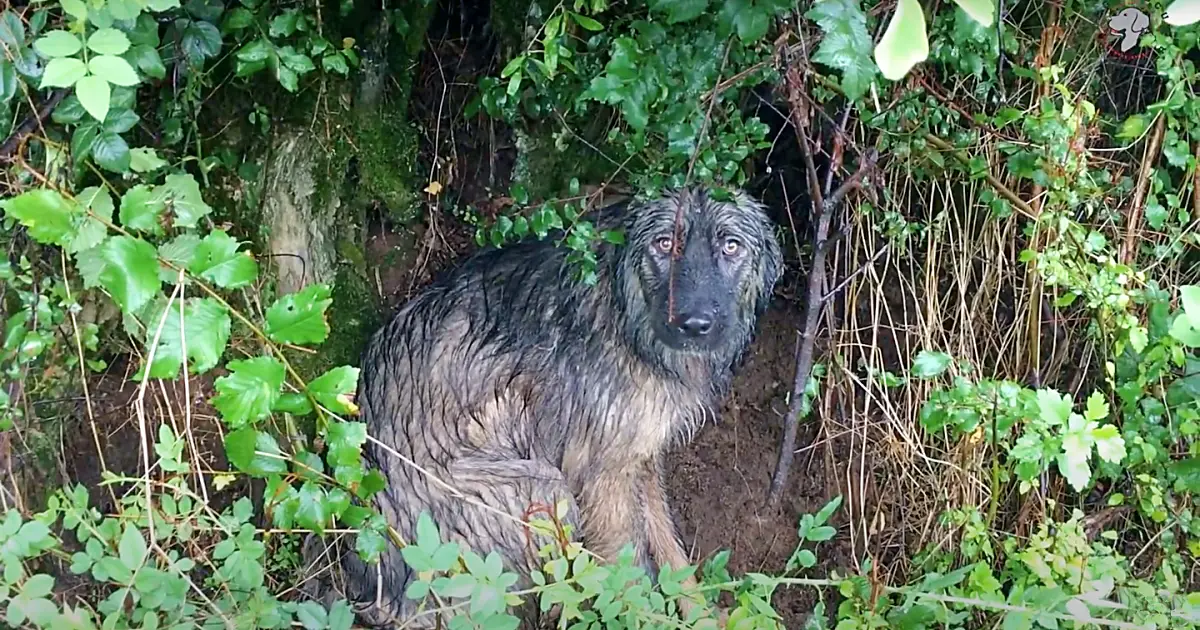 abandoned dog waiting in the rain.jpg