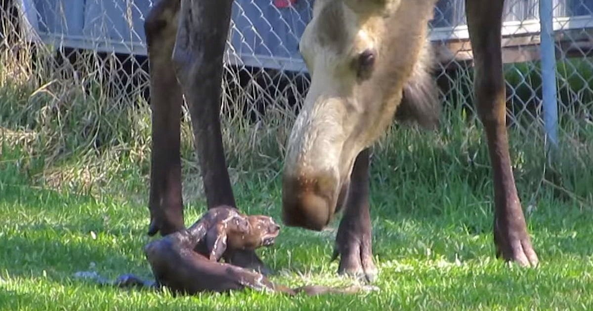 baby moose.jpg