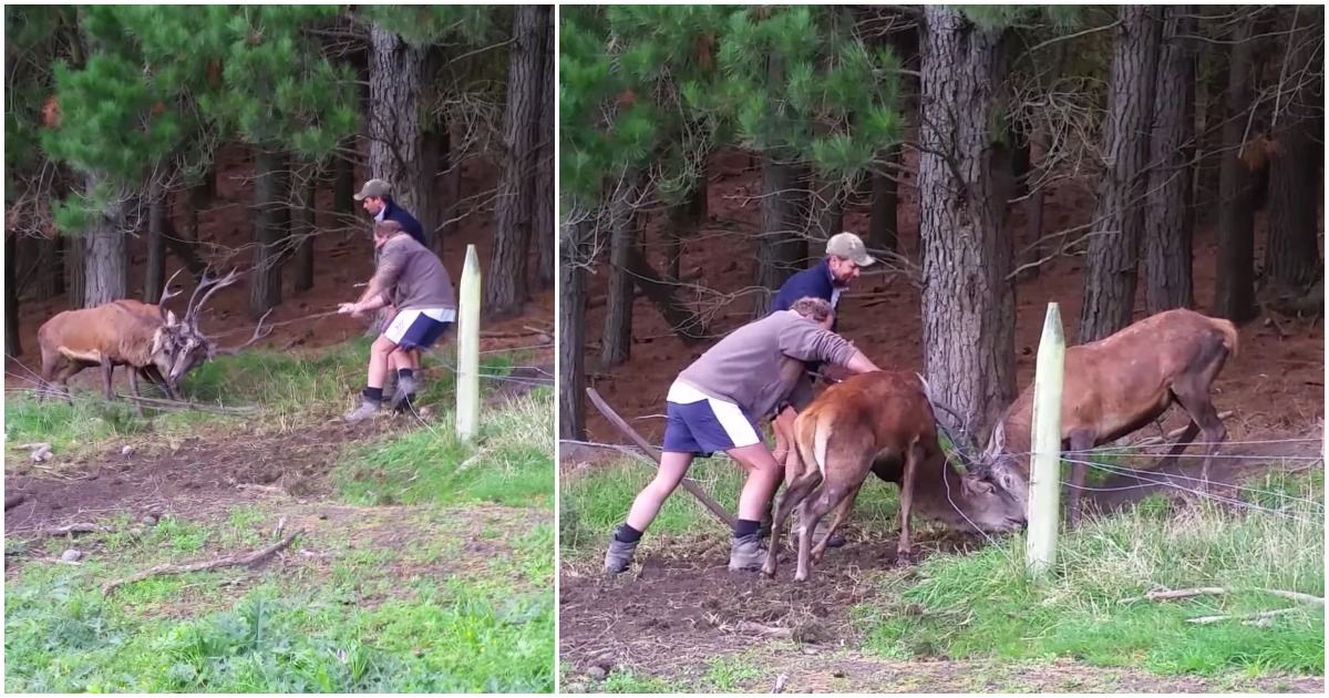 bucks get stuck together antlers brave farmers help featured.jpeg