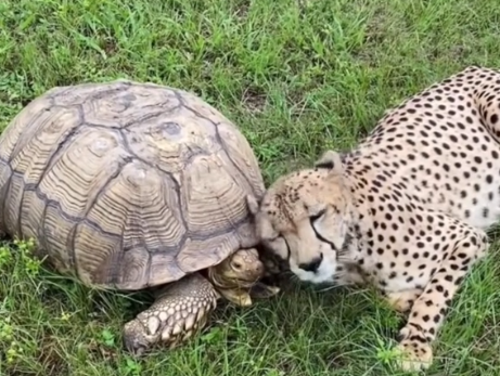 cheetah and tortoise.png