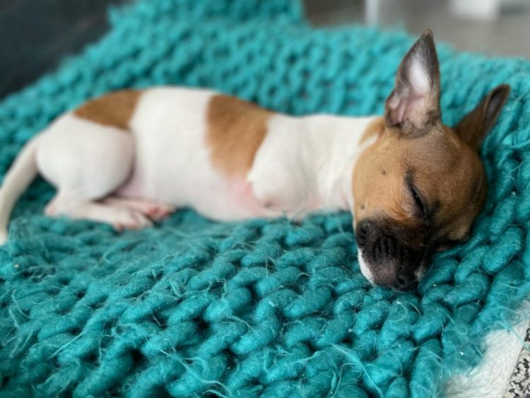 chihuahua blanco 7 750x563.jpg