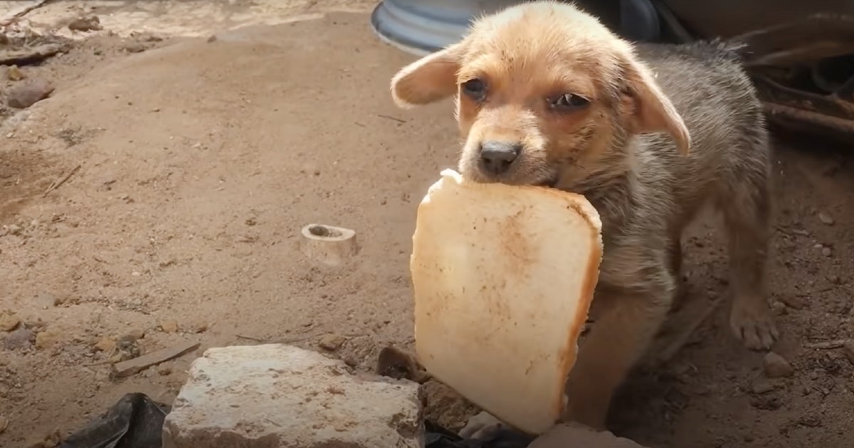 dog featured 3.jpg
