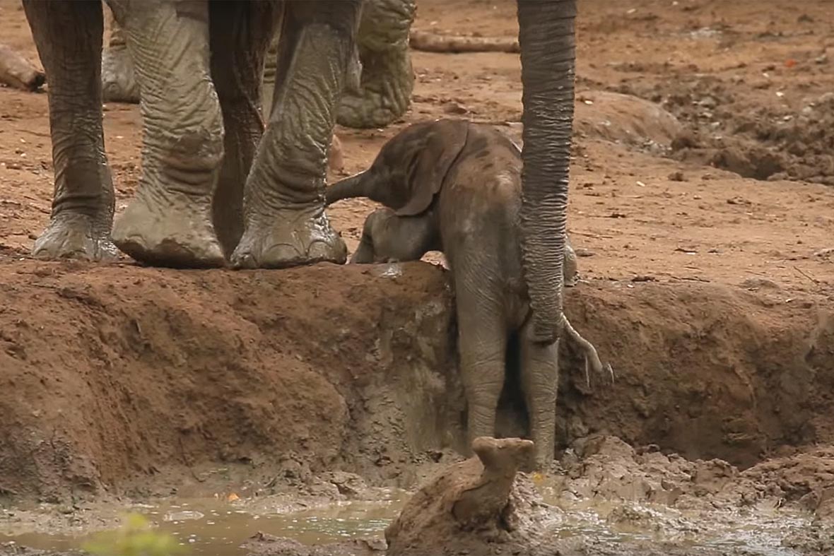 elephant rescue 2015 12 01.jpg