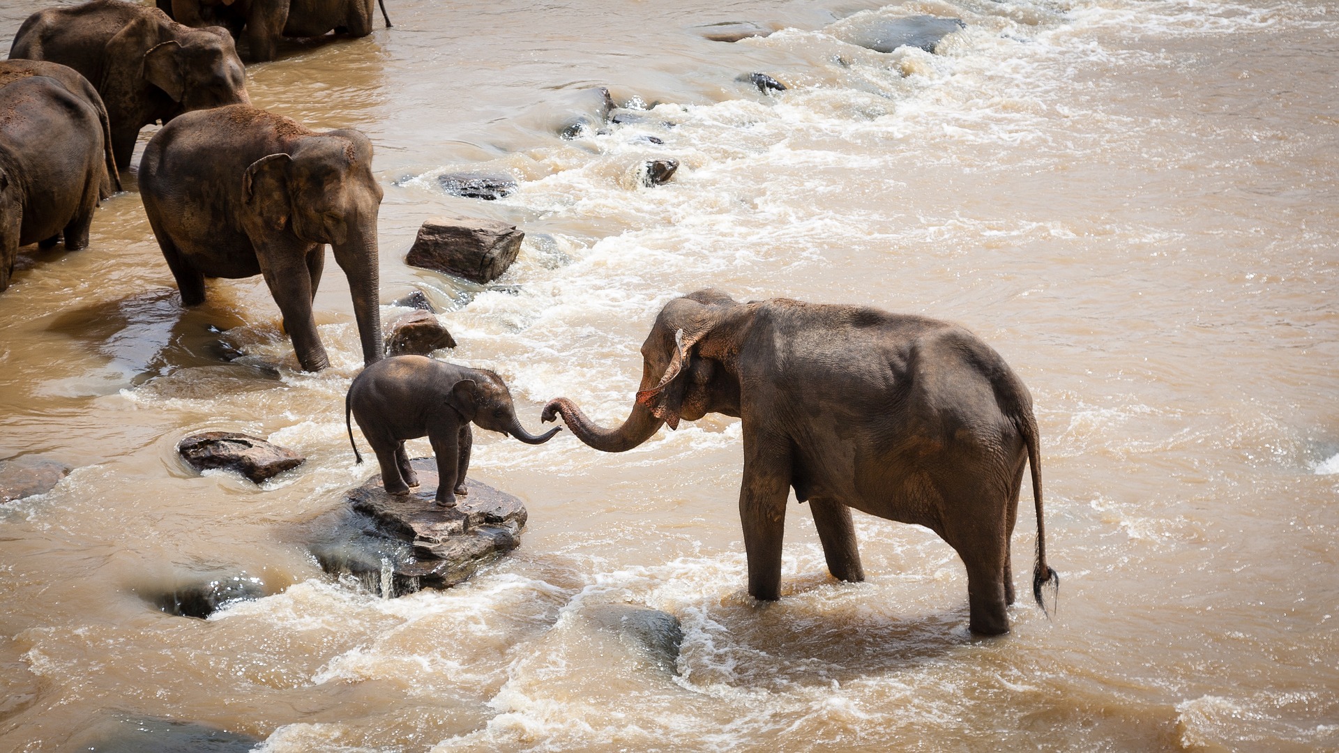 elephants 1900332 1920.jpg