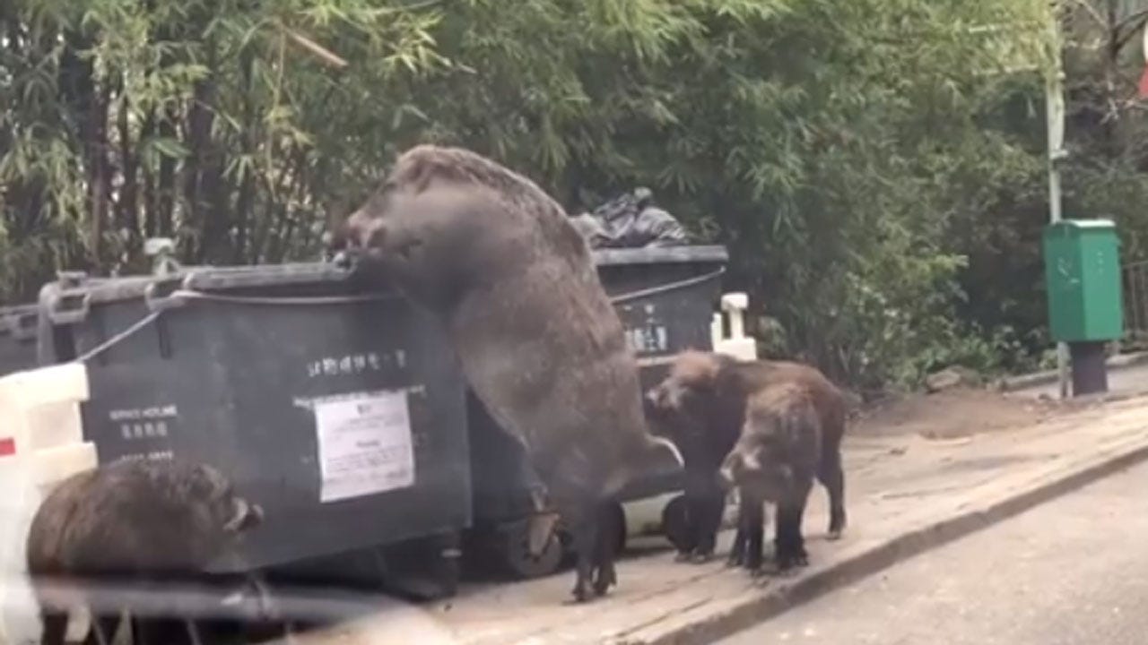 gigantic wild boar dubbed pigzilla seen rummaging through dumpster.1518472434000.jpeg