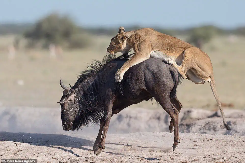 image 1 569.webp
