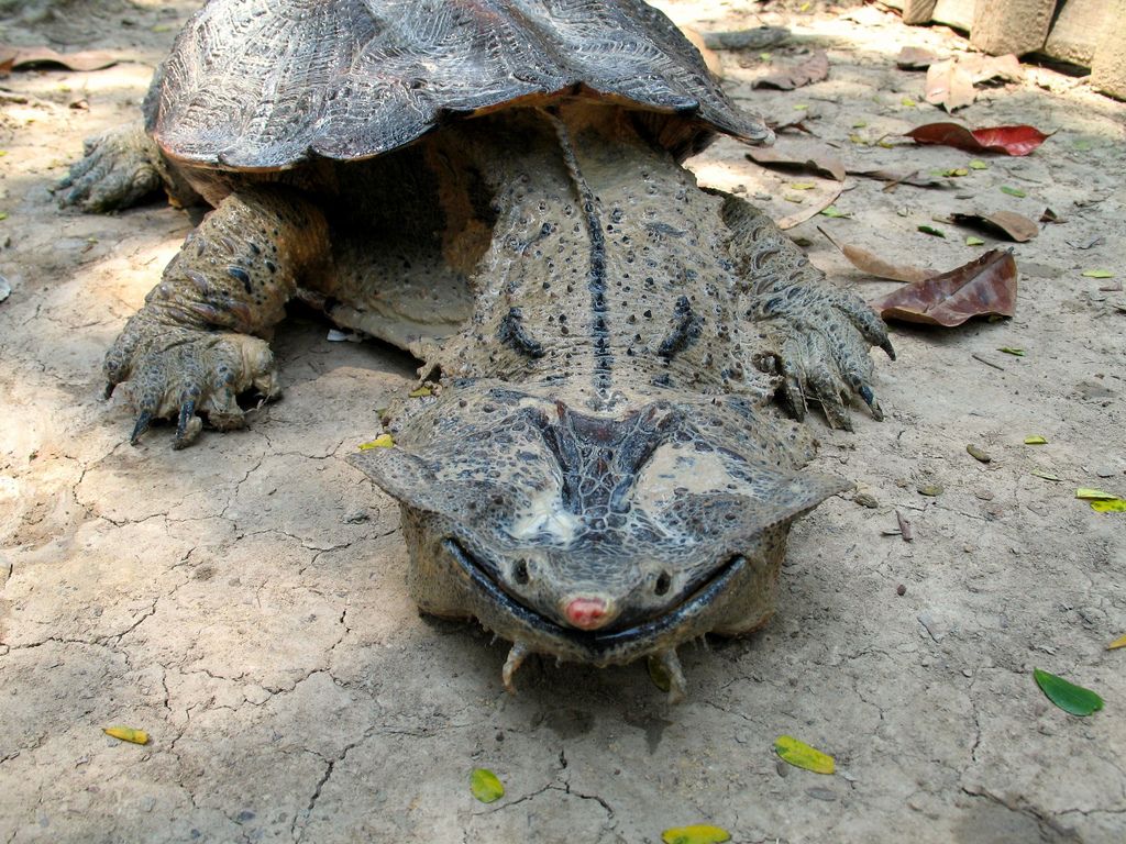 mata mata turtle smile 1.jpg