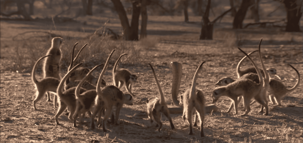 meerkat family surrounding a cobra 1200x567.png