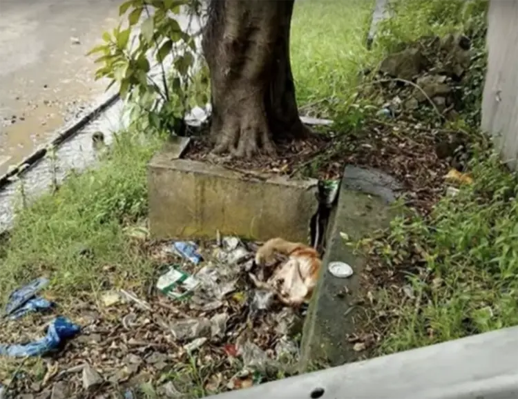 perro abandonado en la basura 1 750x578 1.webp
