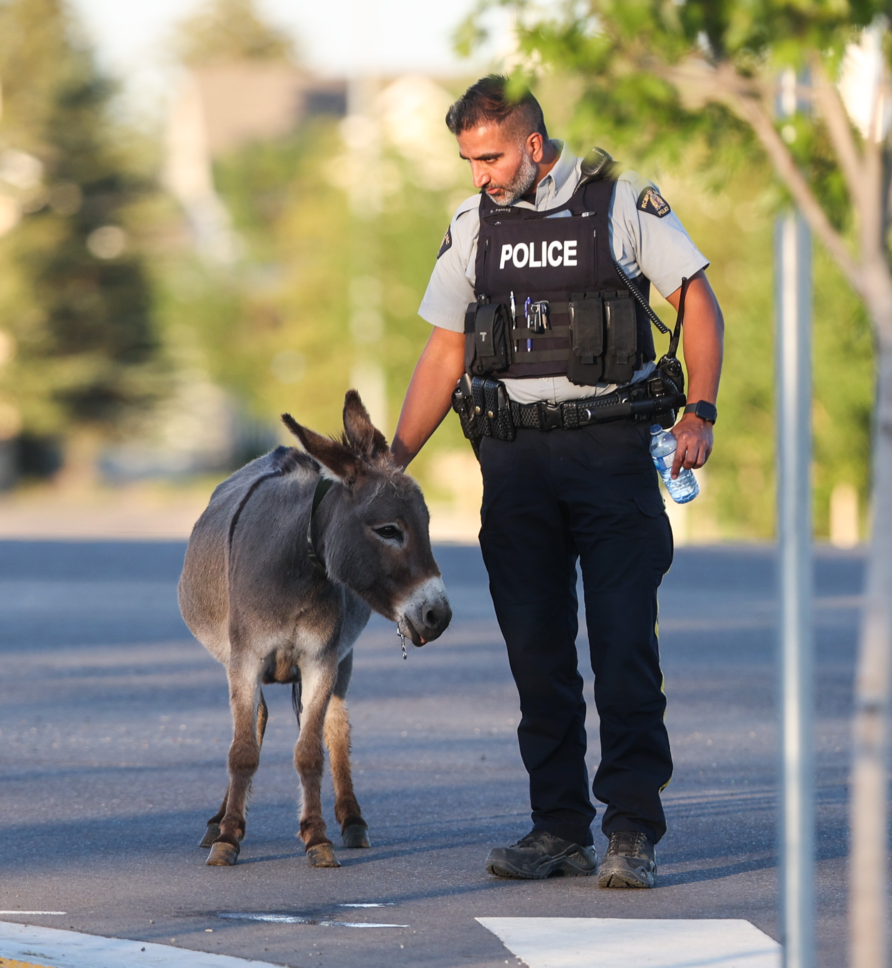 sa donkey bwc 6266 web 1.jpg